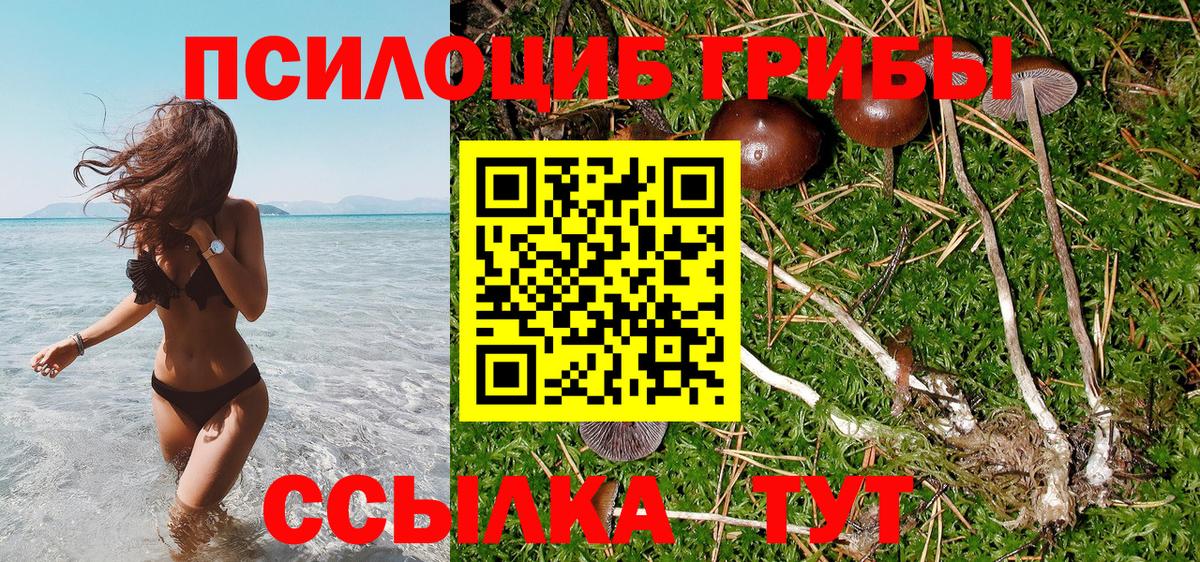 Псилоцибиновые грибы Psilocybe Дятьково